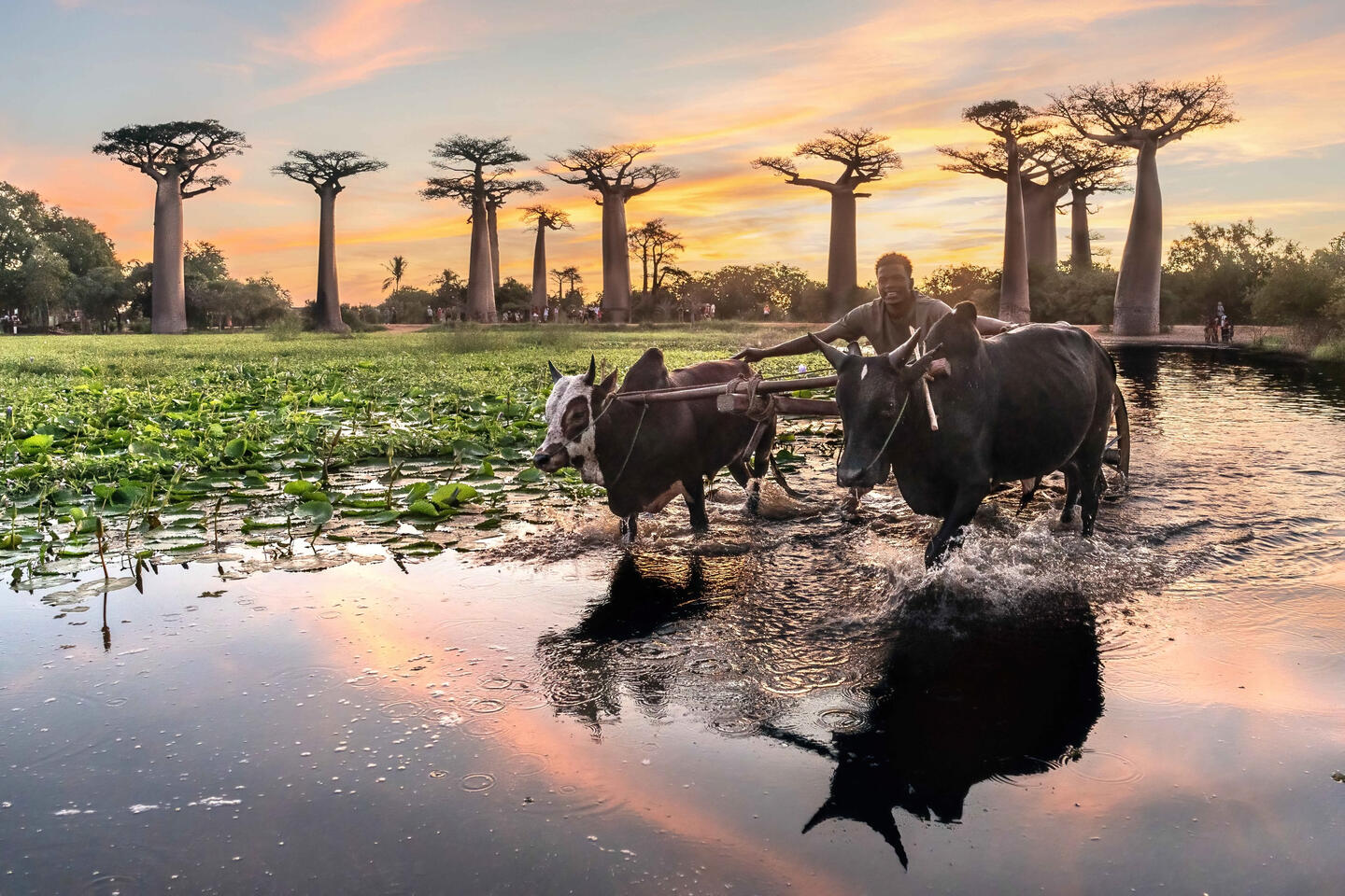 MADAGASCAR May 1 - 14, 2026