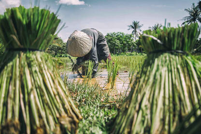 Into the Green The work of a farmer in a rice paddy © Roberto Pazzi