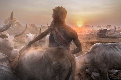 The Evening Massage Mundari tribesman rubbing on his cattle at sunset Buy Now