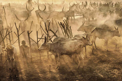 Rays of Dust Mundari cattle camp at sunset © Roberto Pazzi