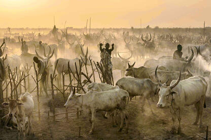 Mundari cattle camp