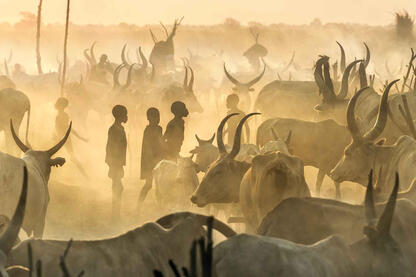 Mundari cattle camp