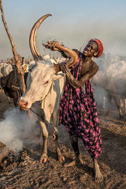 Mud and Horns Mundari man cleaning the horns of a bull © Roberto Pazzi