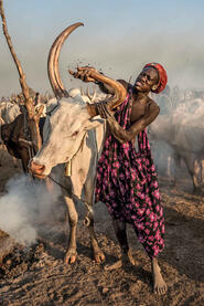 Mud and Horns Mundari man cleaning the horns of a bull Buy Print