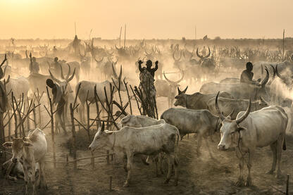 In the Sign of the Bull Mundari cattle camp at sunset © Roberto Pazzi