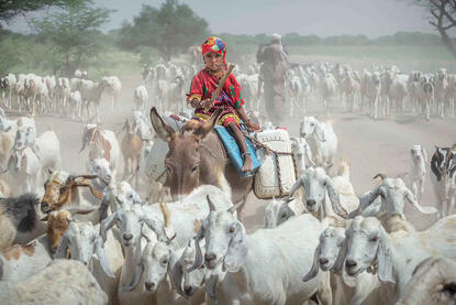 The Young Shepherd Young Boudouma shepherd with the flock © Roberto Pazzi