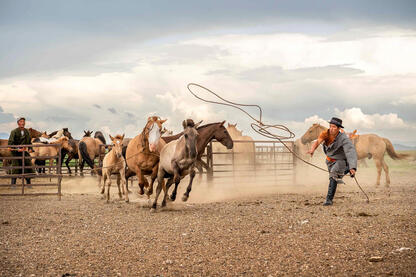 Wild Horse Breaking Horse tamers breaking wild horses © Roberto Pazzi