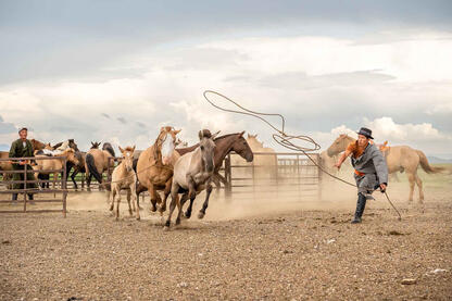Wild Horse Breaking Horse tamers breaking wild horses © Roberto Pazzi