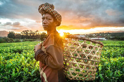 The Tea Picker Portrait of a tea picker surrounded by the fields © Roberto Pazzi