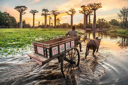 Life Beneath the Baobabs Daily life scenes along the Avenue of the Baobabs © Roberto Pazzi