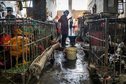 The Market Daily life scene in a market © Roberto Pazzi