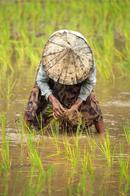 Into the Green The work of a woman in a rice field © Roberto Pazzi